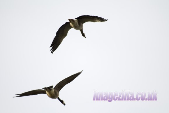 IMG_6600