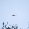 IMG_7256 - Copy