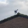 IMG_7282 - Copy