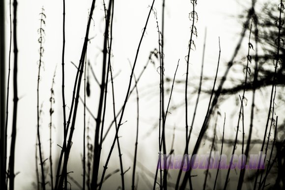 IMG_1165