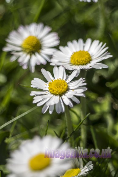 IMG_7385